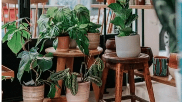 गर्मी से हुआ बुरा हाल तो घर में लगाएं ये 5 पौधे, नहीं पड़ेगी AC की जरूरत