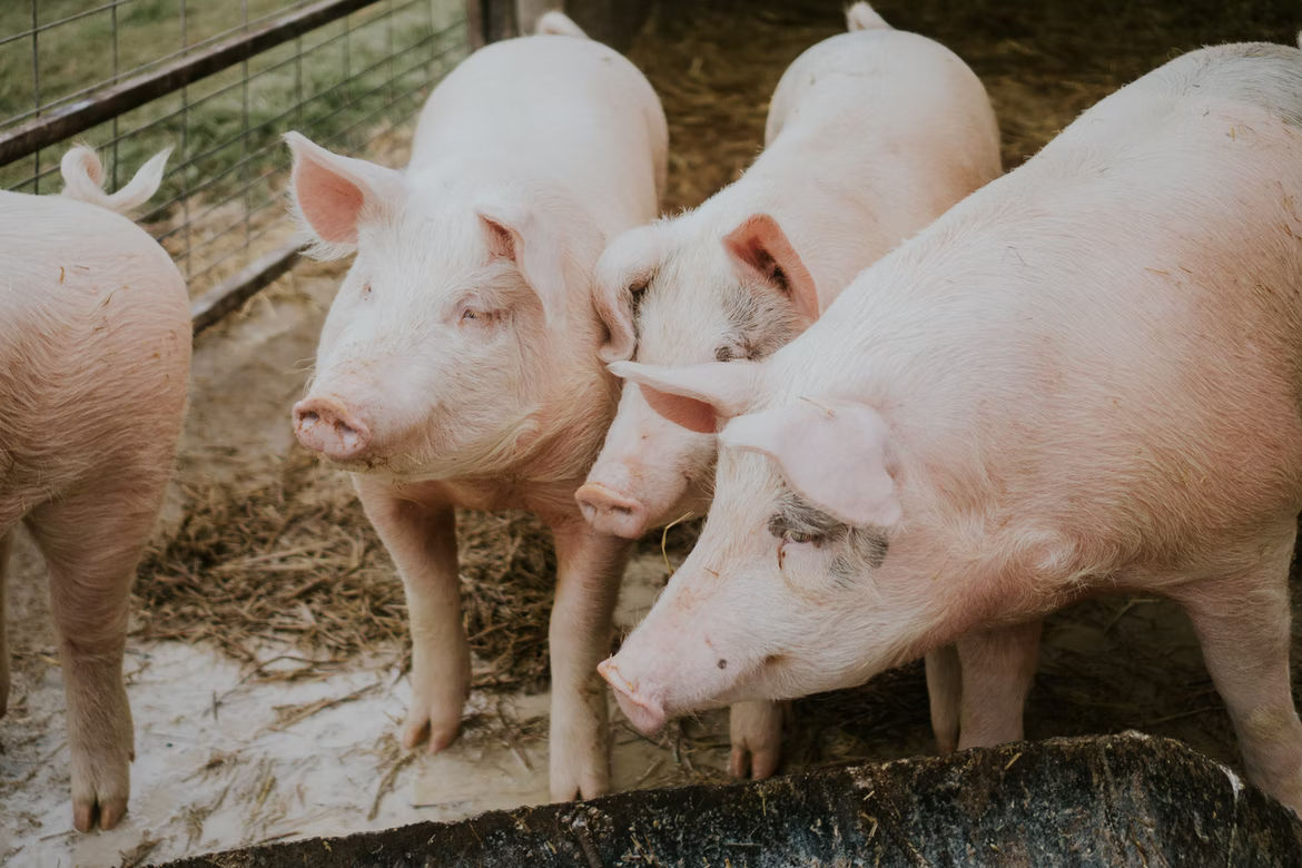 कम निवेश से सुअर पालन कर कमा सकते हैं बढ़िया मुनाफा, इन बातों का रखें ध्यान