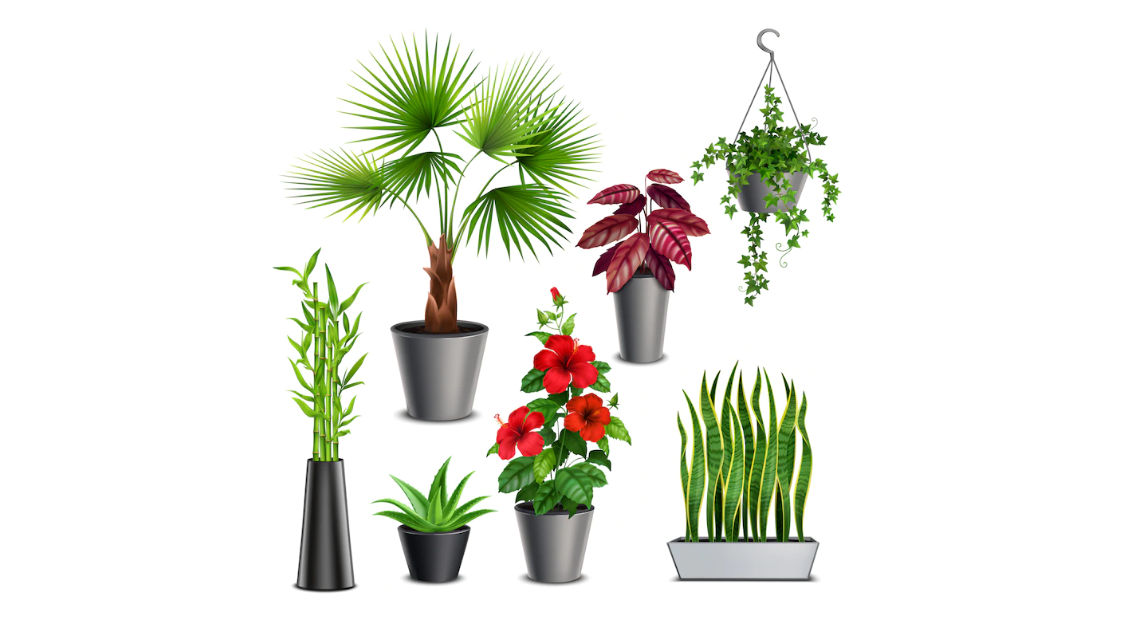 इन पौधों को लगाते ही बदल जाएगी आपकी किस्मत! हर क्षेत्र में मिलेगी सफलता