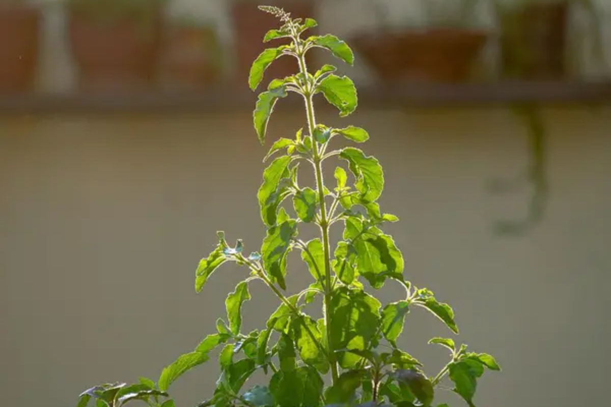तुलसी के पौधे के पास भूल कर भी नहीं रखें ये 4 चीज, पड़ सकते हैं विपरीत परिणाम
