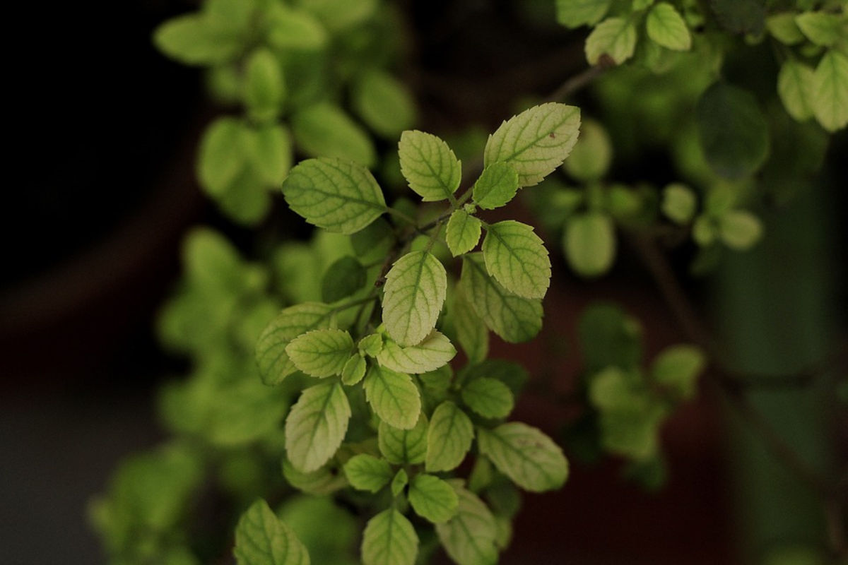 Dry Tulsi Plant Rules: तुलसी का पौधा सूखने पर तुरंत कर लें ये 5 काम,  अनहोनियों से बच जाएंगे आप!