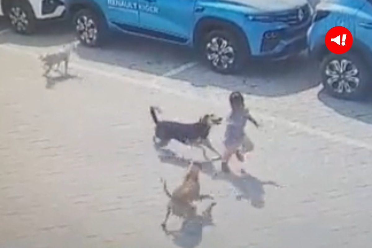 Hyderabad Dog Attack: सिक्योरिटी गार्ड के 4 साल के बच्चे को कुत्तों ने नोच खाया, रोंगटे खड़े कर देगा VIDEO