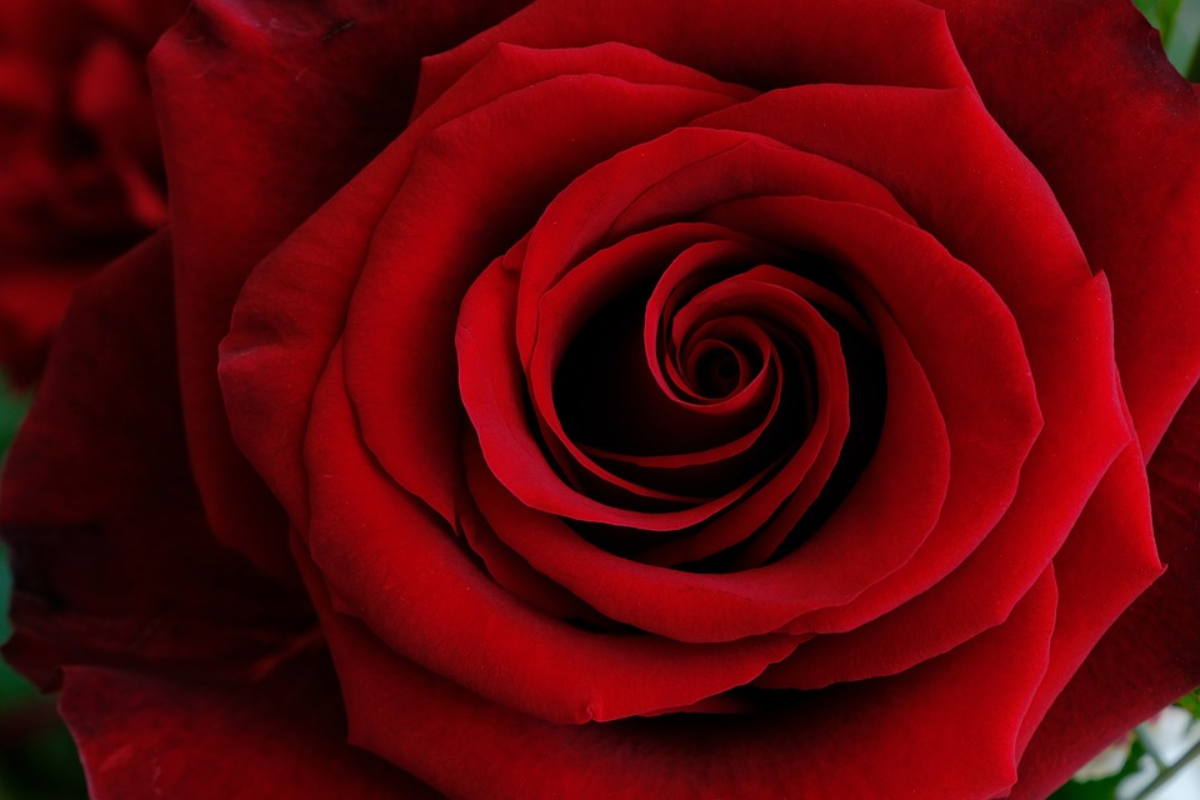 Rose Day Quotes In Hindi for Love: रोज डे के अवसर पर अपनों को भेजें ये  शानदार विशेज़ - Opoyi Hindi