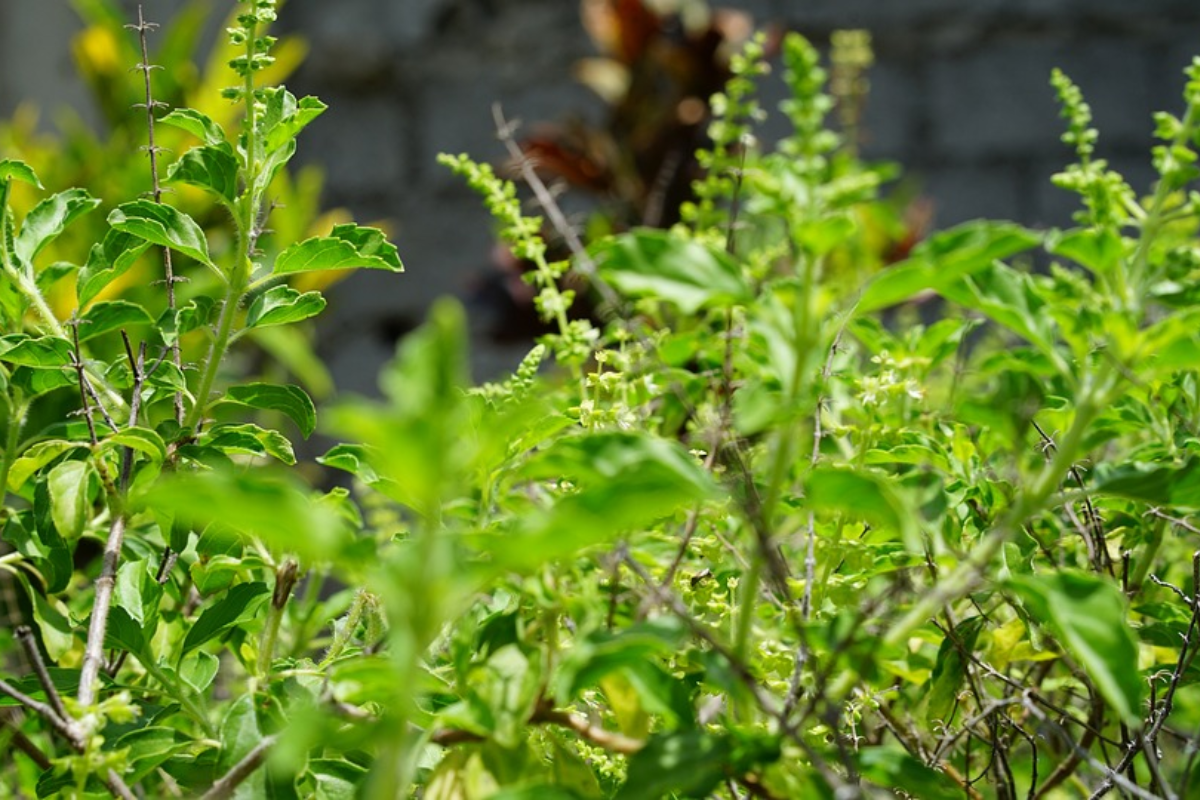 Tulsi Plant Remedies: तुलसी के सूखने पर करें ये उपाय, कुछ ही दिनों में हरा-भरा हो जाएगा पौधा