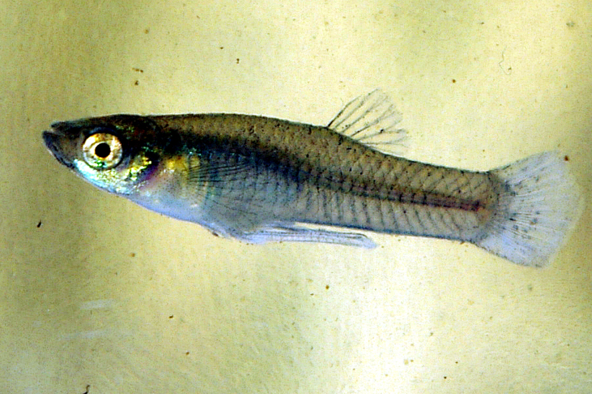 Gambusia Fish: एक ऐसी मछली जो डेंगू और मलेरिया से दिलाएगी छुटकारा