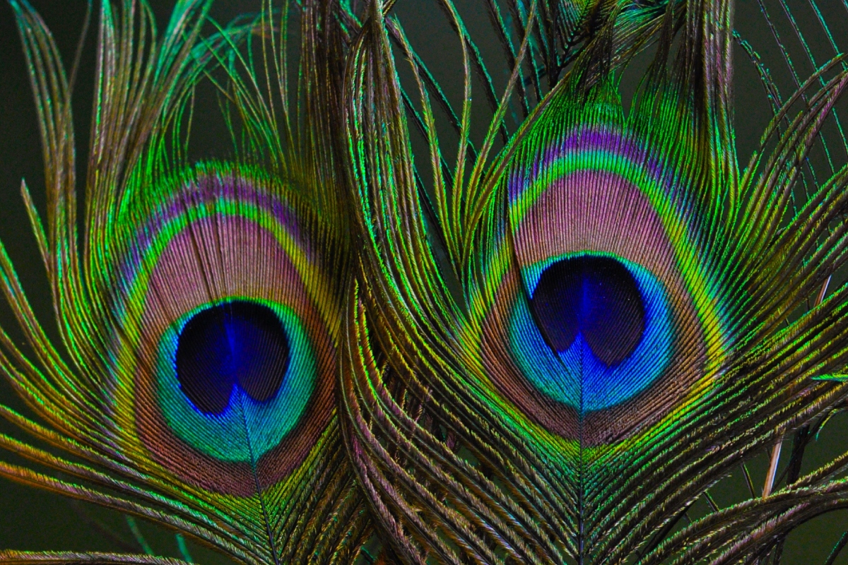 Peacock Feather Benefits