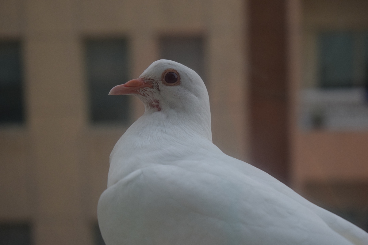 Pigeon 3 Auspicious Sign: कबूतरों की गुटर गूं देती है 3 शुभ संकेत, भूलकर भी ना करें नजरअंदाज