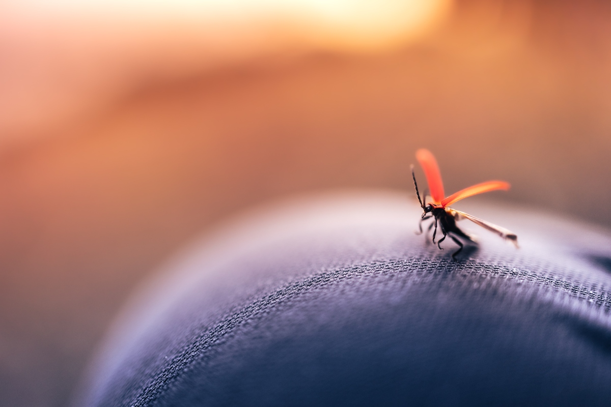 World Malaria Day 2023: क्यों मनाया जाता है विश्व मलेरिया दिवस? जानें इसका इतिहास और महत्व