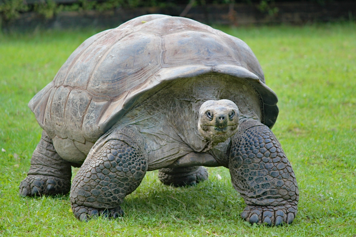 Live Turtle In Home in Hindi: घर में जीवित कछुआ रखना चाहिए या नहीं? यहां पाएं इसका सटीक जवाब