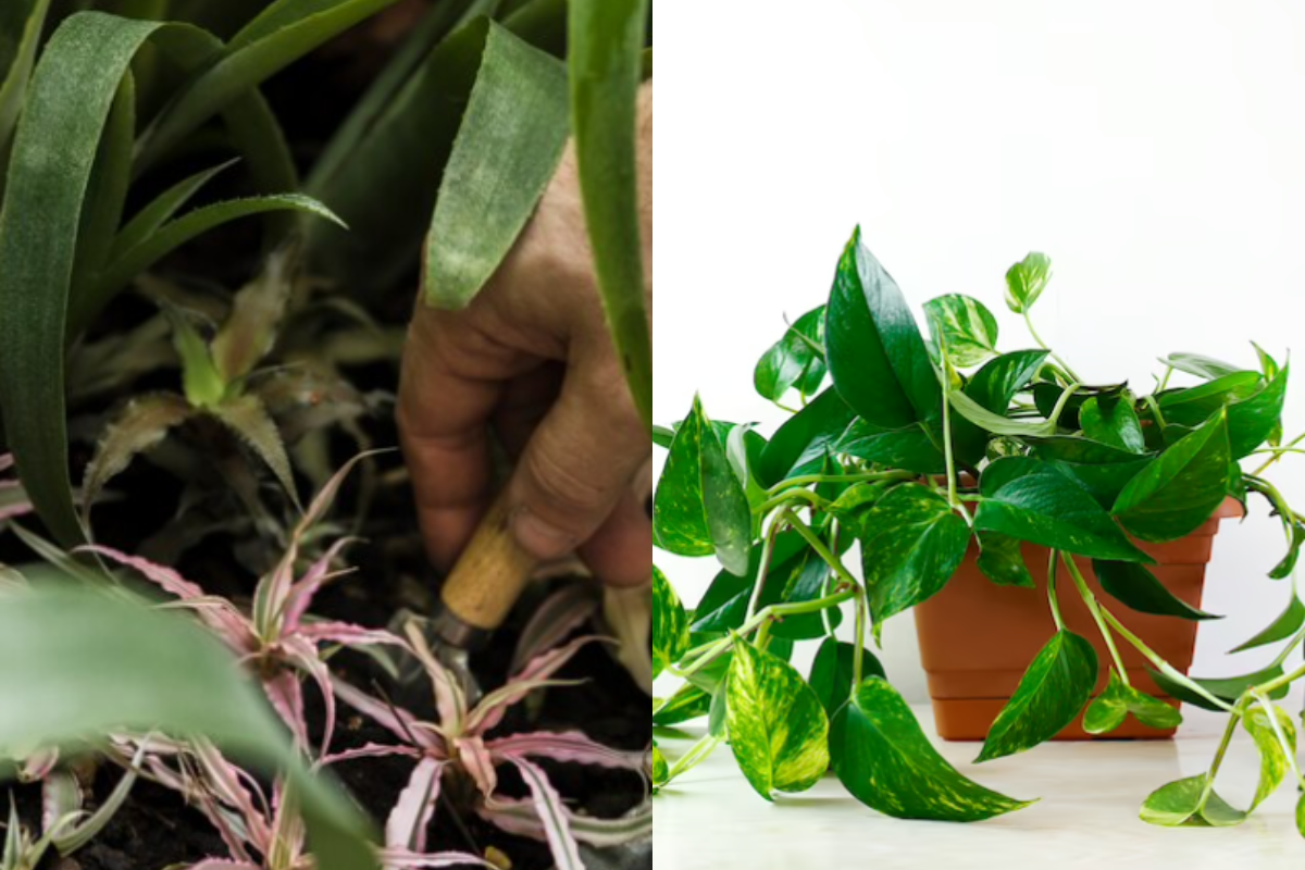 Vastu Tips: मनी प्लांट के साथ अवश्य लगाएं ये पौधा, तभी मिलेगी सुख समृद्धि के साथ सफलता!