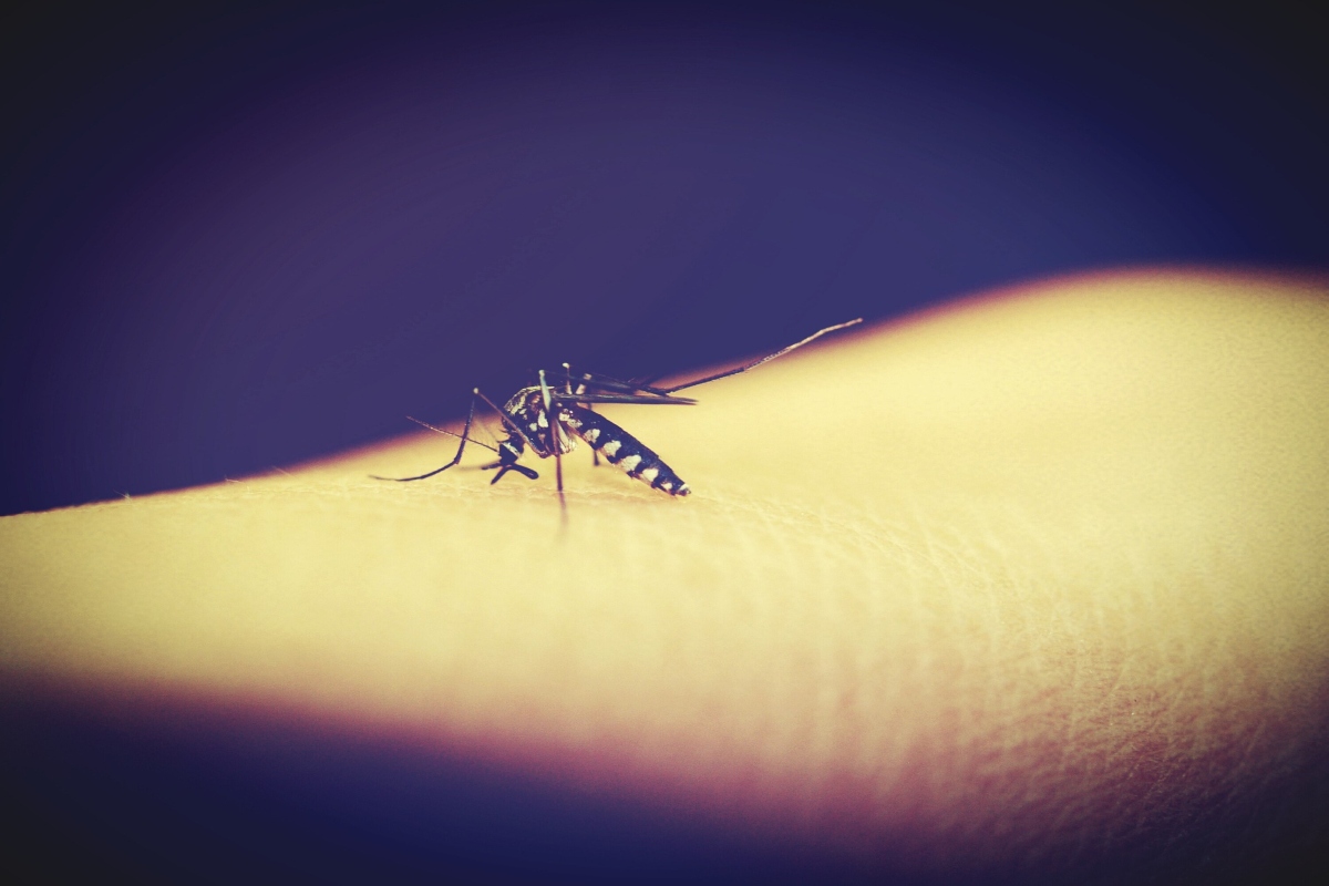 Dengue Mosquito: किस वक्त सबसे ज्यादा काटता है डेंगू का मच्छर? जानिए इससे बचने के तरिके