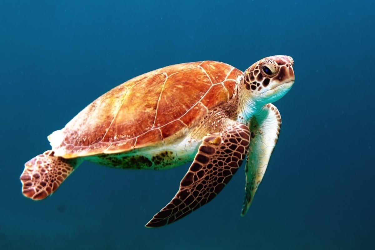 World Turtle Day 2023: क्यों मनाया जाता है विश्व कछुआ दिवस? जानें इसका उद्देश्य