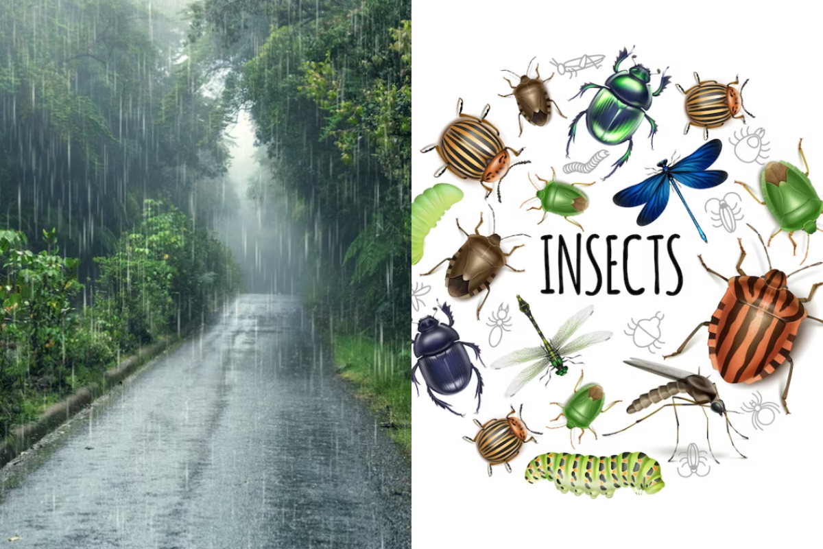 Home Remedies For Insects: बरसात में कीड़े मकौड़े कर सकते हैं आपका जीना दुश्वार, घर से दूर रखने के लिए ये 5 चीजें हैं Best!