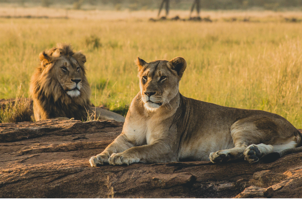 World Lion Day 2023: विश्व शेर दिवस क्यों मनाया जाता है, जानिए इस दिन का इतिहास और महत्व