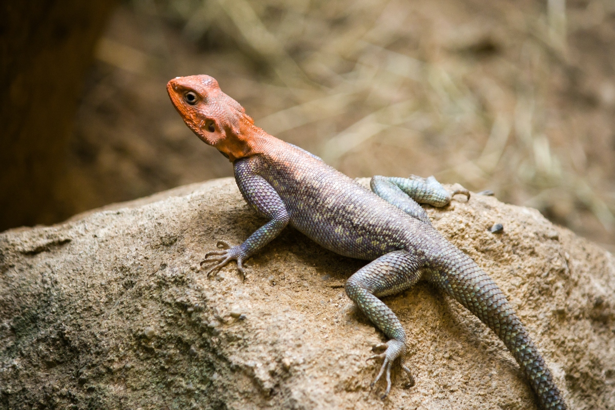 World Lizard Day 2023: विश्व छिपकली दिवस क्यों मनाया जाता है? जानें इसका इतिहास और महत्व