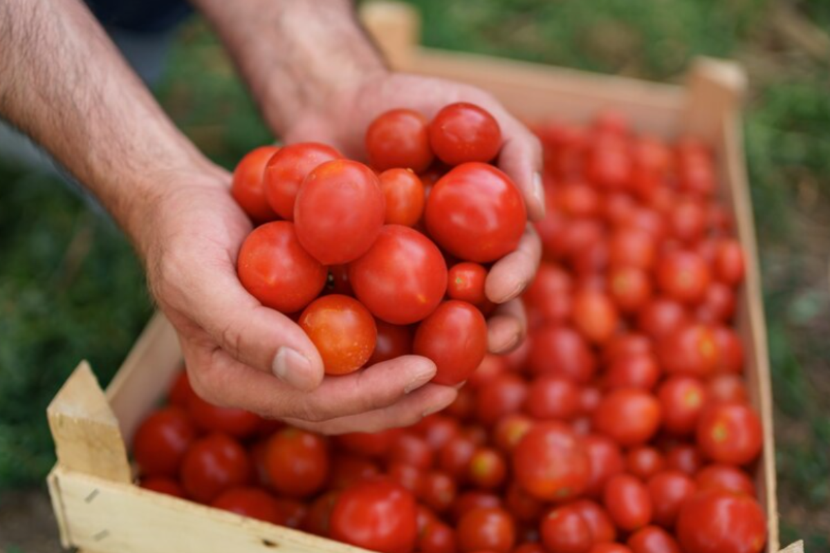 Tomato Price: बारिश के कारण फसल खराब होने वाले टमाटर का भाव एक ही महीने में 200 से सीधे 5 रुपये किलो तक कैसे पहुंचा